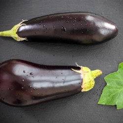 Aubergine