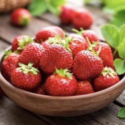Fraise Pleine Terre