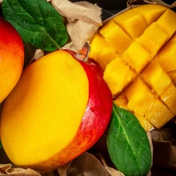 Mangue Bio
