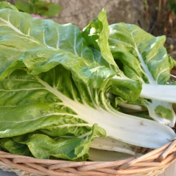 Côte de Blette Bio
