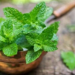 Menthe