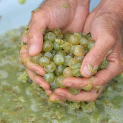 Raisin Blanc Bio